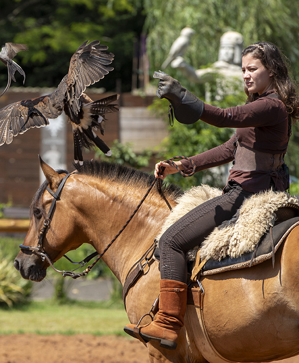 Combo 6 Atrações Dreams Park Show 2